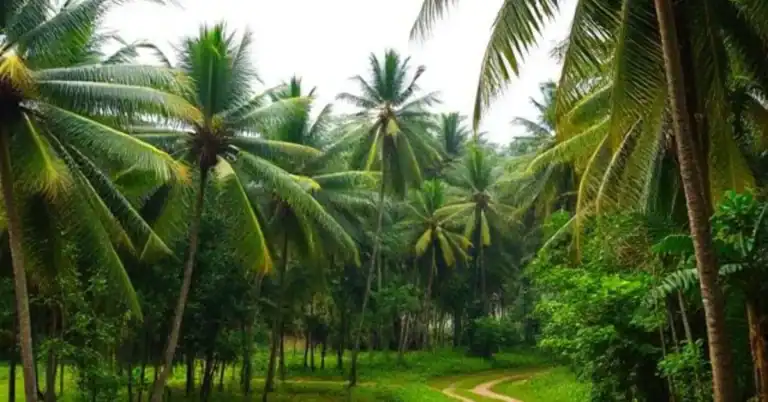 Journey with me through Kerala's soul-stirring landscapes! Discover the essential places to visit in kerala,