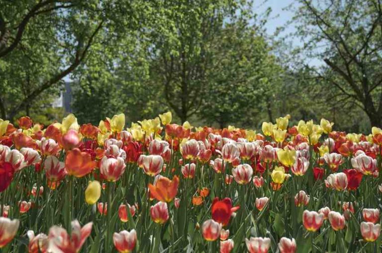 Tulip Festival 2026 in Srinagar, Kashmir,