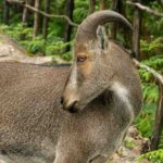 Eravikulam National Park