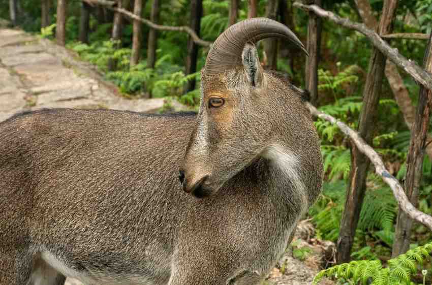Eravikulam National Park